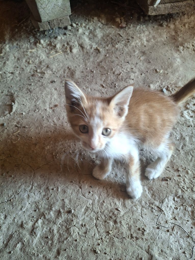 Котёнок .Жақсы мысықтар таза