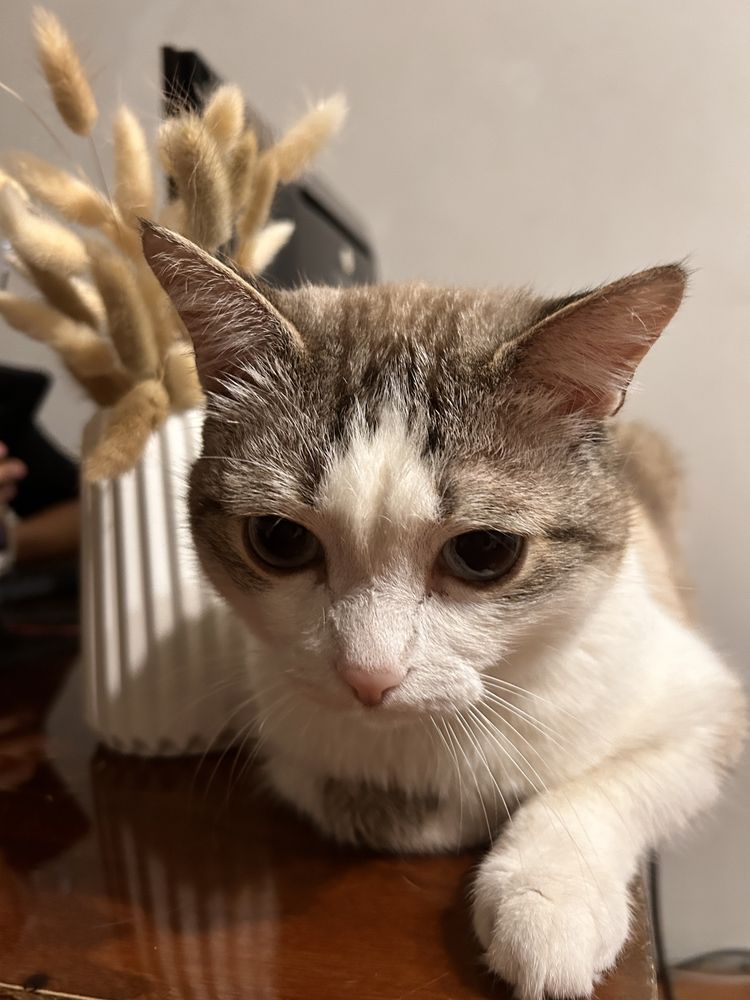 Добрый нежный котик ищет дом