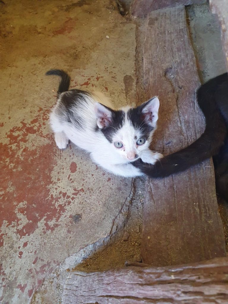 Adopție 6 pui de pisica