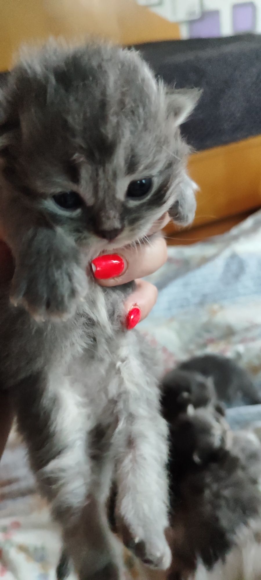 Сибирски  котета