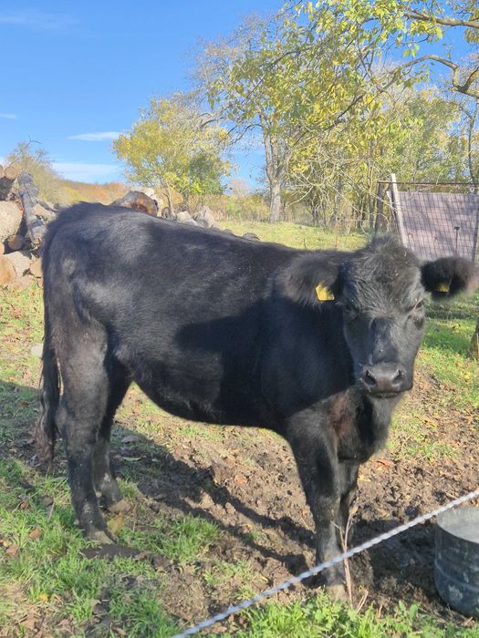 Vand juninca black angus in varsta de 1,7 ani