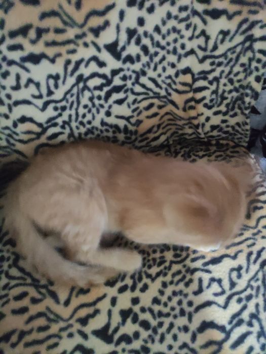 Котенок мальчик чистый