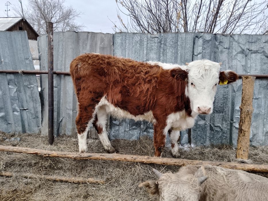 Продам ургашы патсостар согымга 330.000