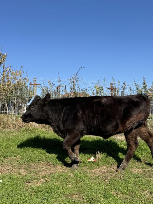 Vițea varsta de 6 luni