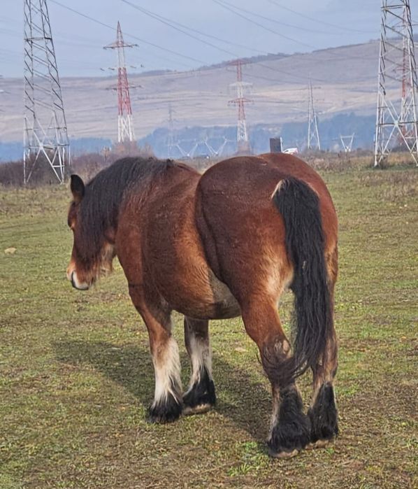 Iapă Ardeneză de vânzare