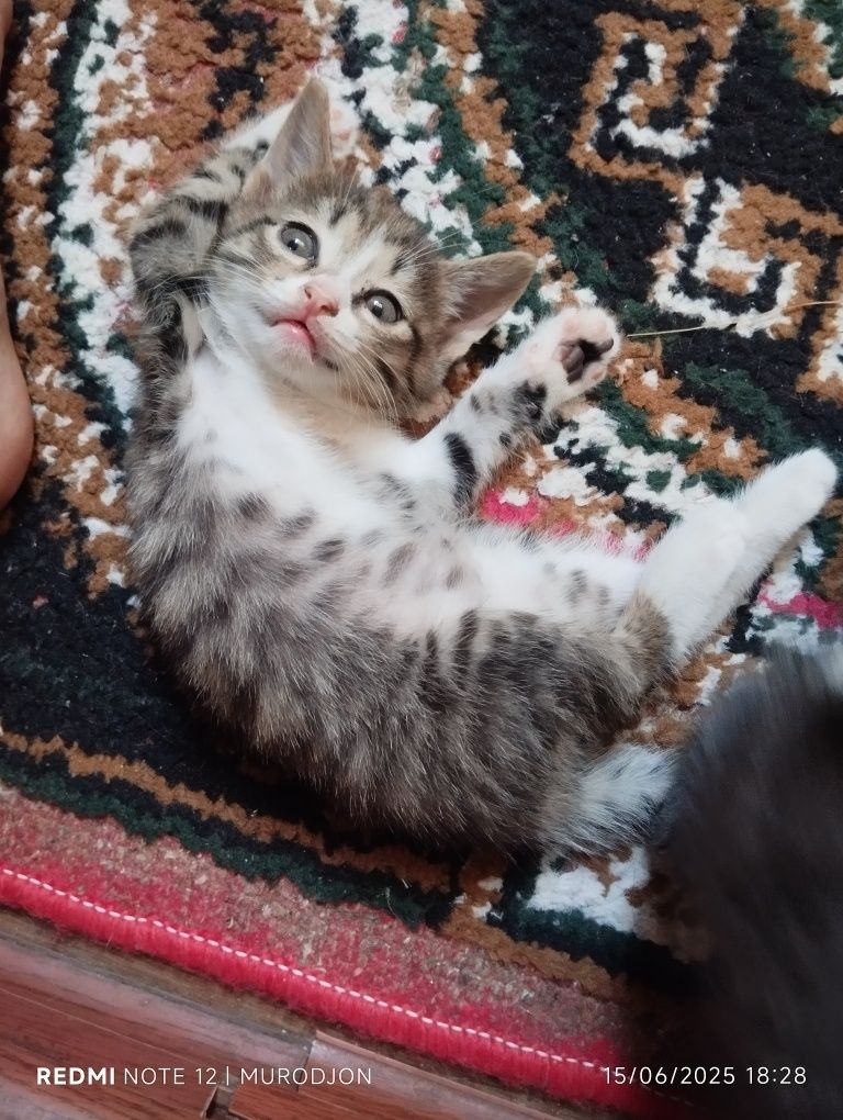 Yarim zotdor turetskiy mushuklar 2ta qoldi 2ta qiz