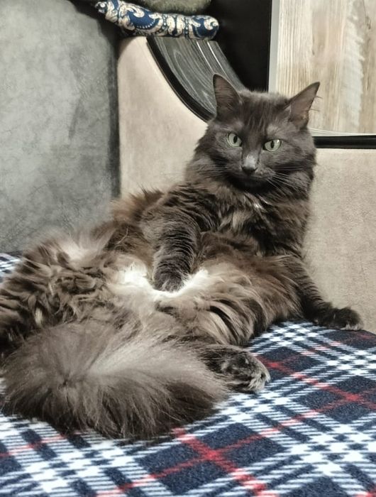 Срочно! Пропала кошка
