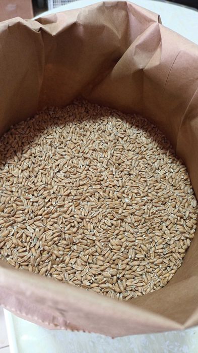 Grau Spelta ecologic decorticat