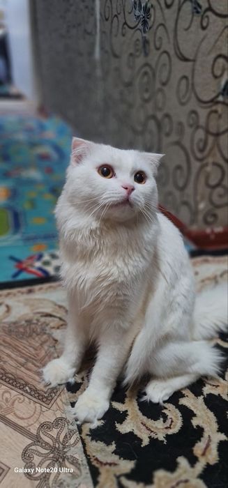 Oppoq aqilli qimmat muzhyk