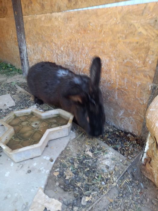 Отдам крольчат 5 дневные