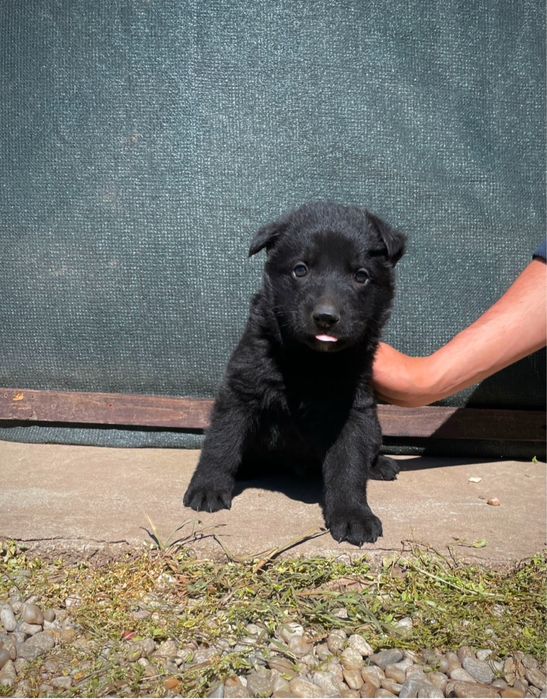 Ciobanesc german negru alsacian