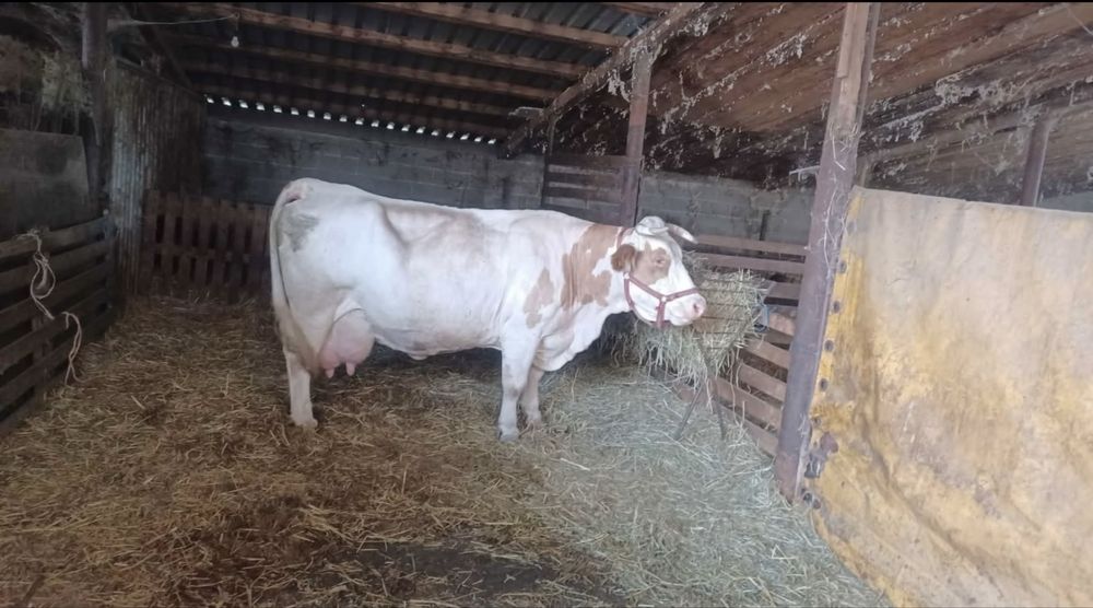 Vaci Baltata Romaneasca
