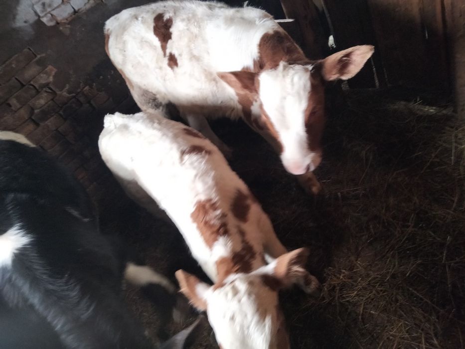 Продам три бычка сементал