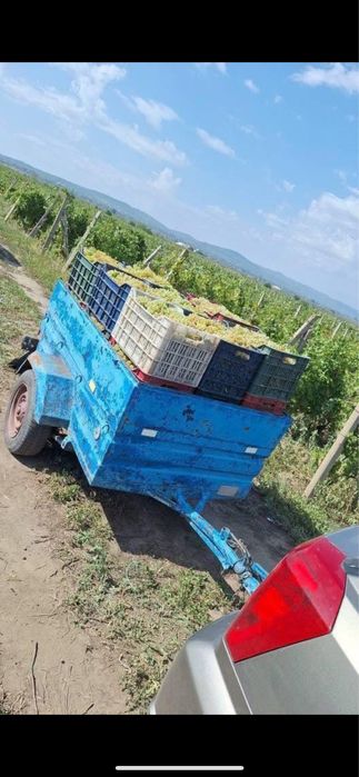 Vand struguri producator local din vrance cu transport la dimiciliu