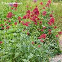 Червен валериан, червен центрантус (Centranthus ruber)