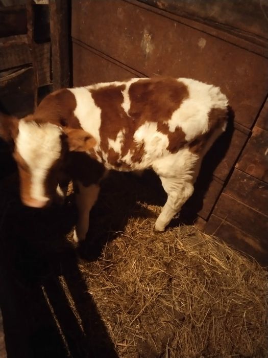 Продам телёнка бычок