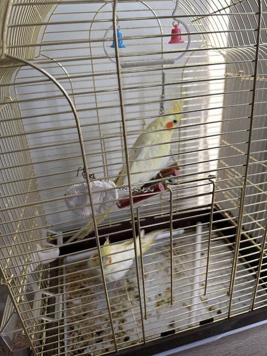 Попугай карелла с клеткой с кормом отдам