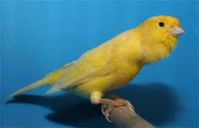 Vand canari de cantec Rolleri