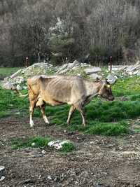 Бременни крави на 5то теле