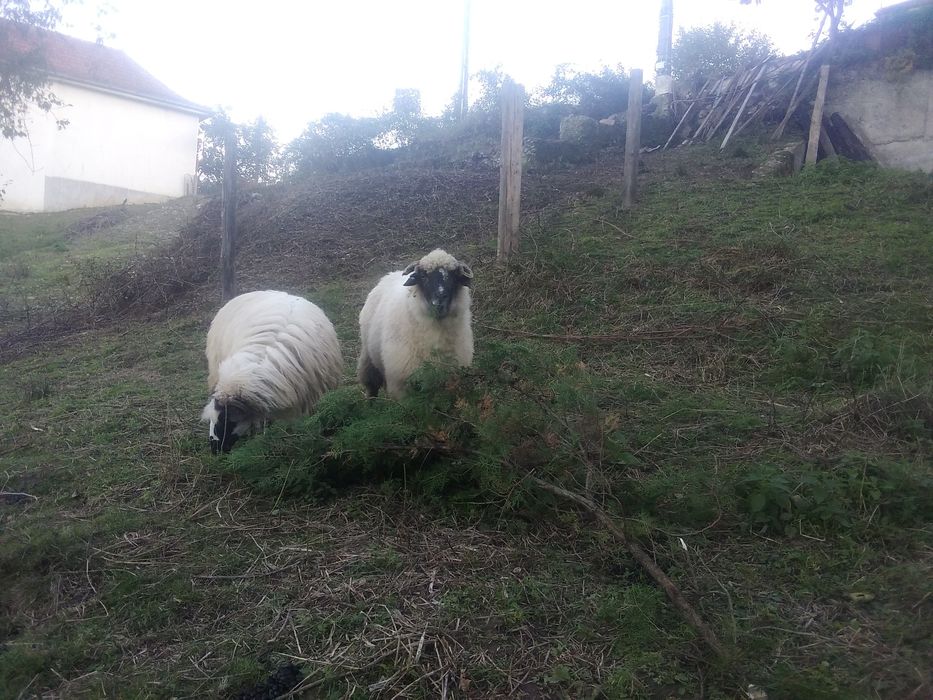 Vând 2 oi bune. Sanatoase, mancatoare