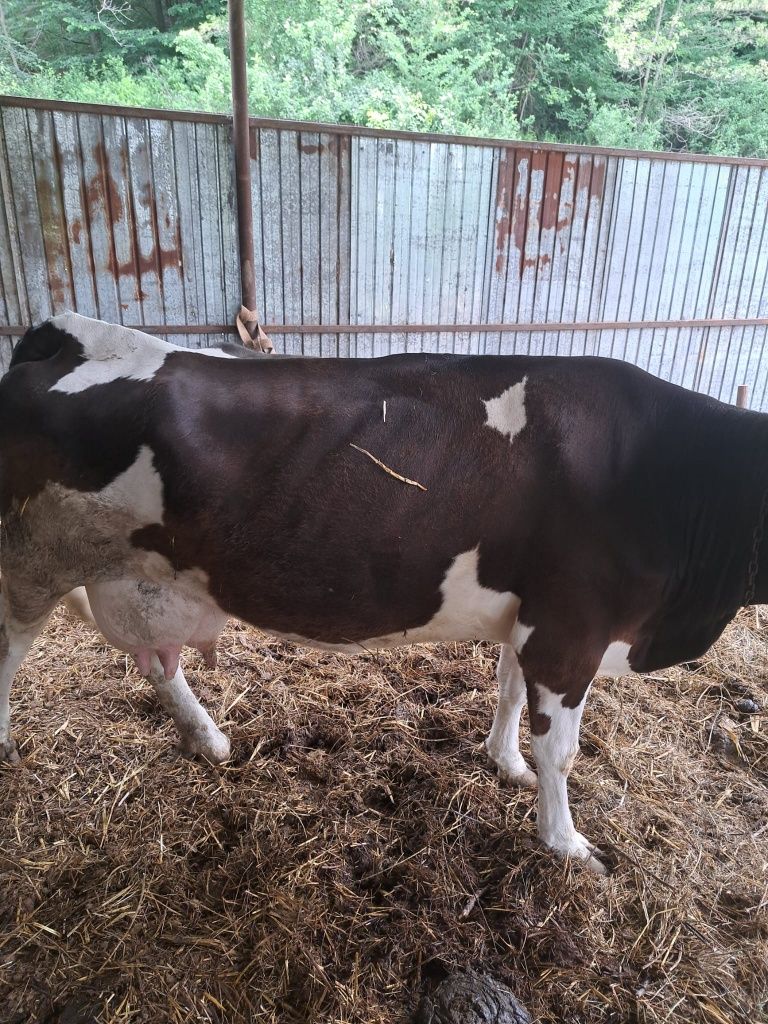 Vand vaca Holstein