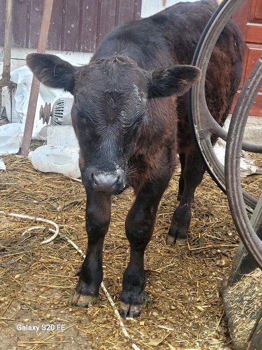 Tauras angus 4 luni bun de ținut frumos mâncăcios