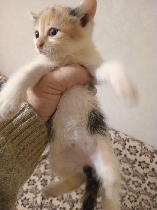 Отдам котят даром