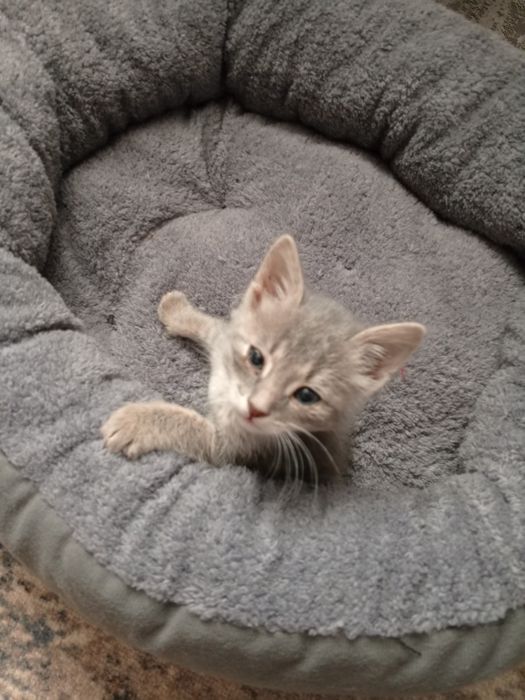 Котёнок (мальчик)