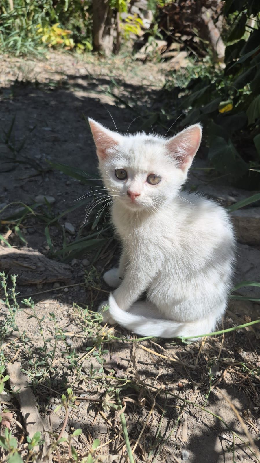 Красивые белые котята