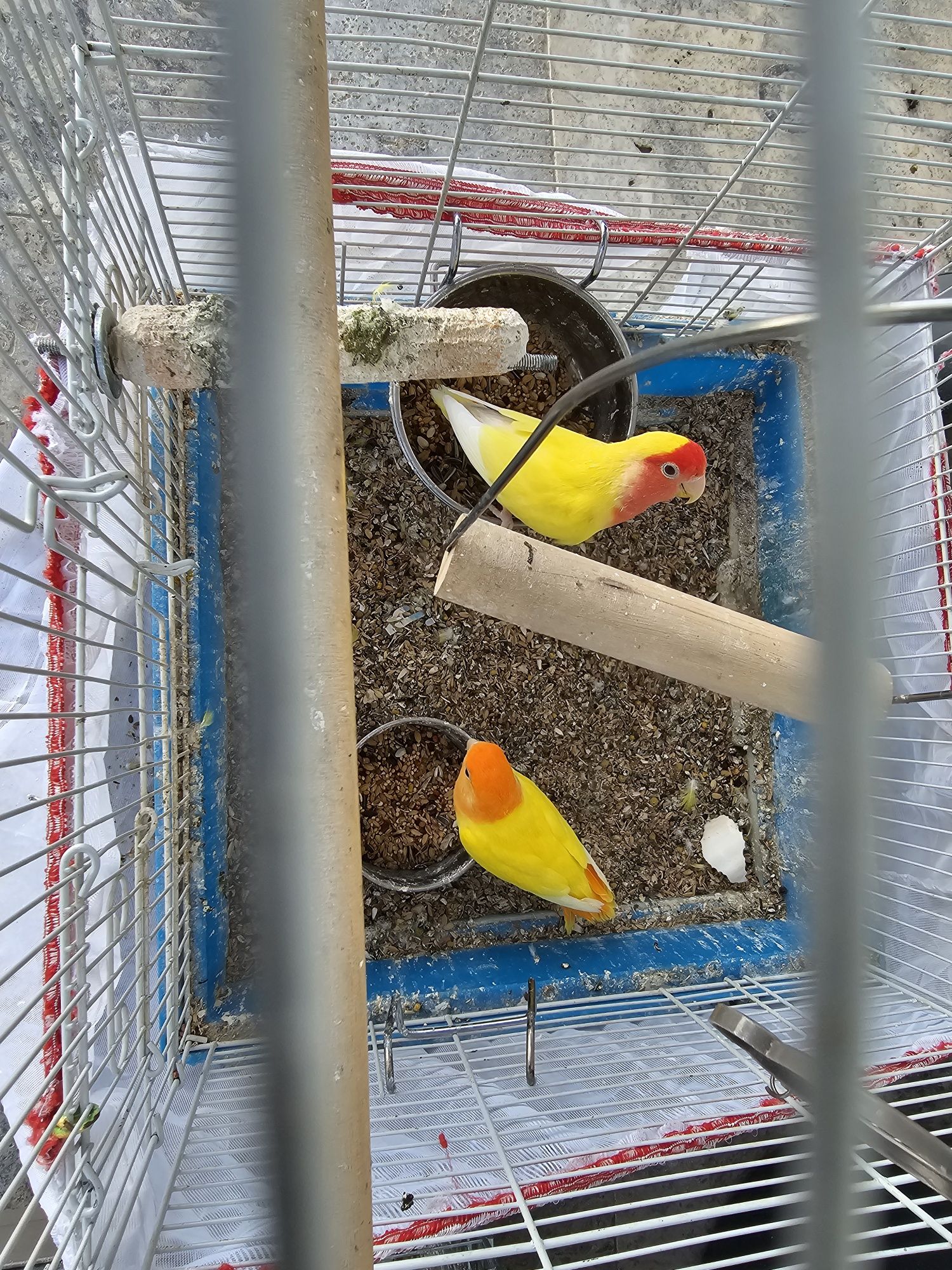 Vând papagali lovebirds