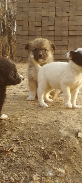 Милые щеночки — всего за 3 000 тенге, доставка по городу!