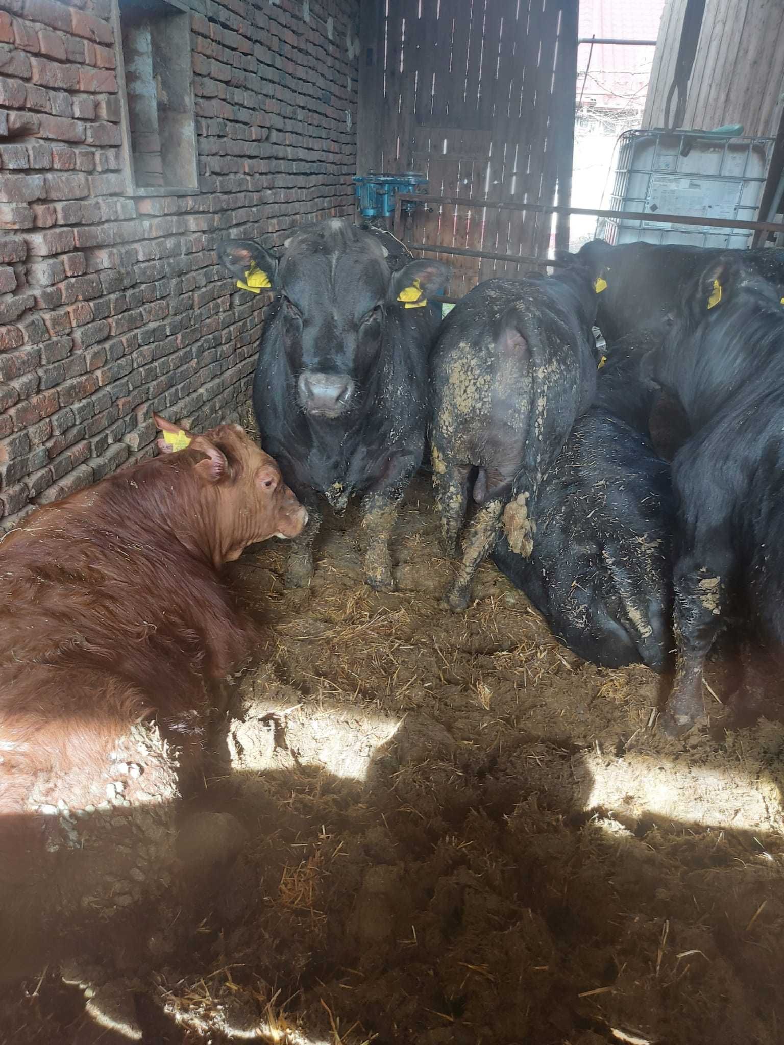 De vanzare lot de 10 tauri Aberdeen Angus cu varsta de 12 luni .