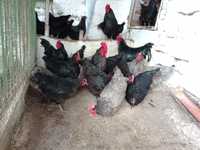 Черен Австралорп кокошки и петли