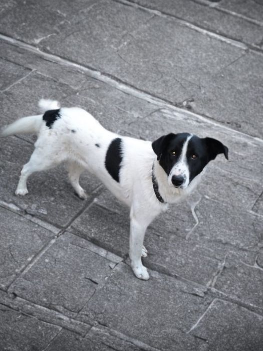 Отдам собаку, помесь с алабаем, крупный, но добрый, умный мальчик