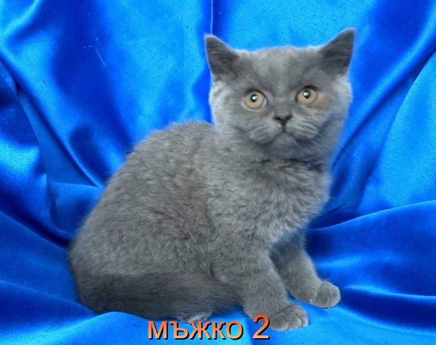 Британски чистокръвни късокосмести котенца