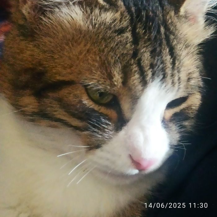 mushuk 1 yosh kasali yoʻq