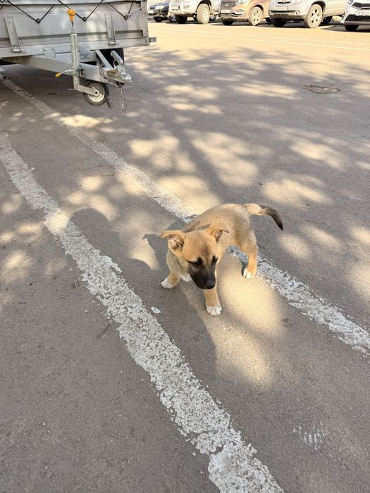 Отдам щенка бесплатно