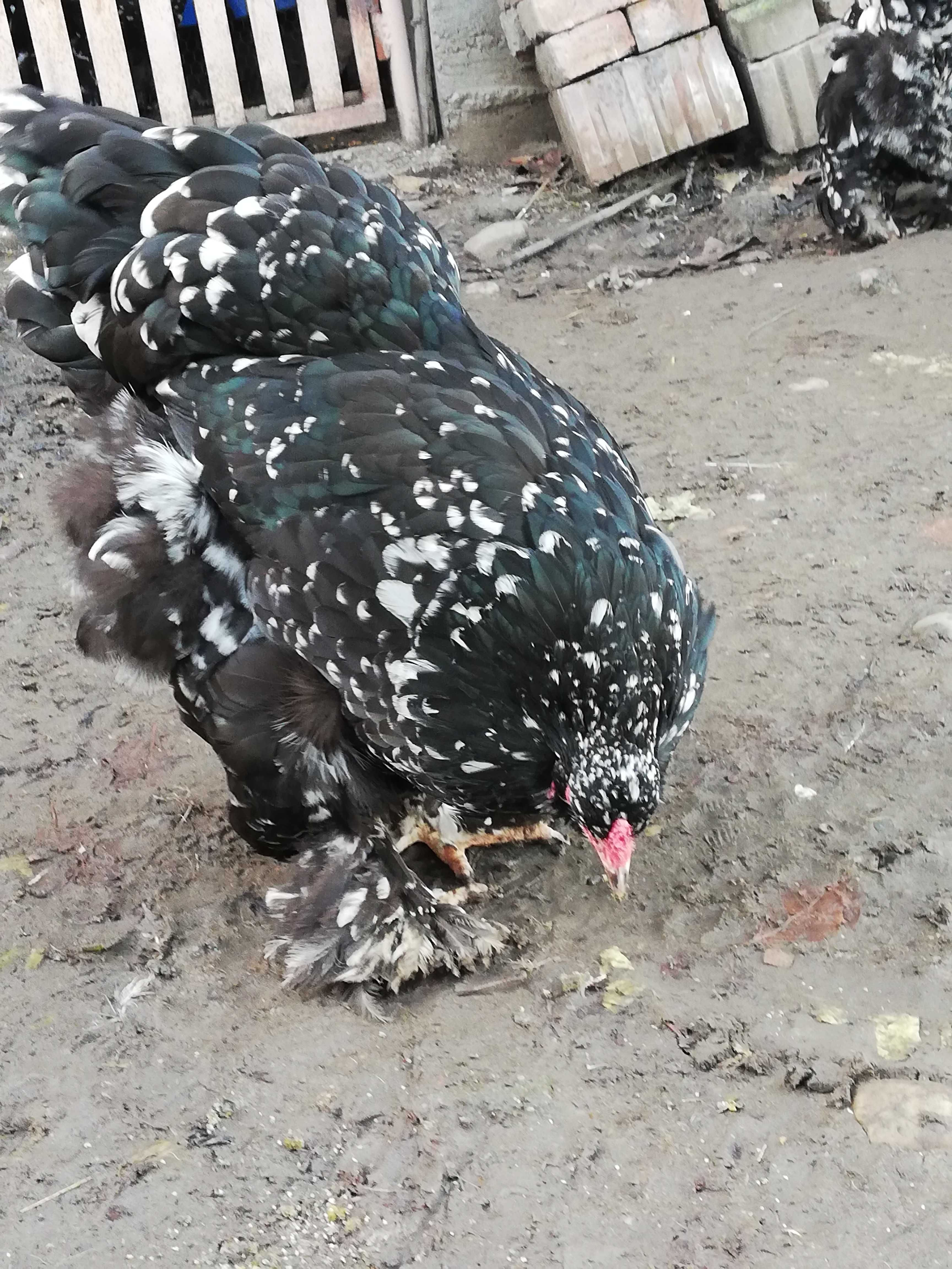 Vind găini brahma Negru Bobat tineret.