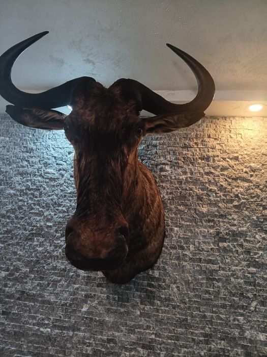 Антилопа Гну  трофеи