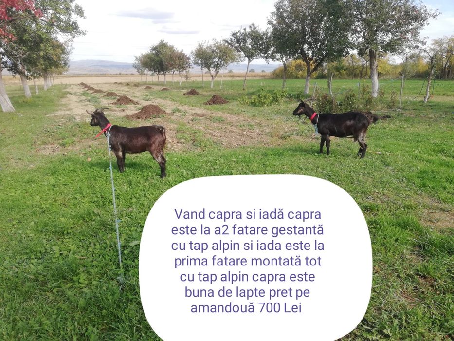 Vand 7 capre si un țap