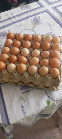 Oua de casă  bio