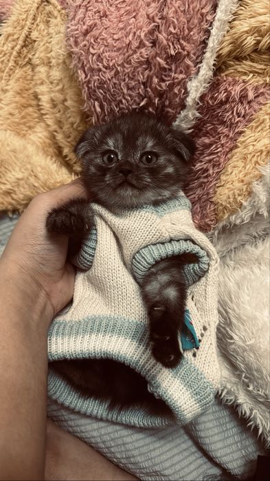 продам котенка девочку шотландская вислоухая