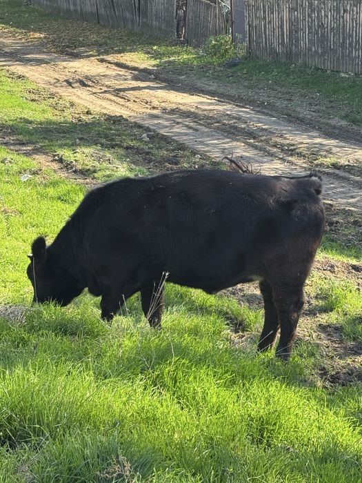 Vițea varsta de 6 luni