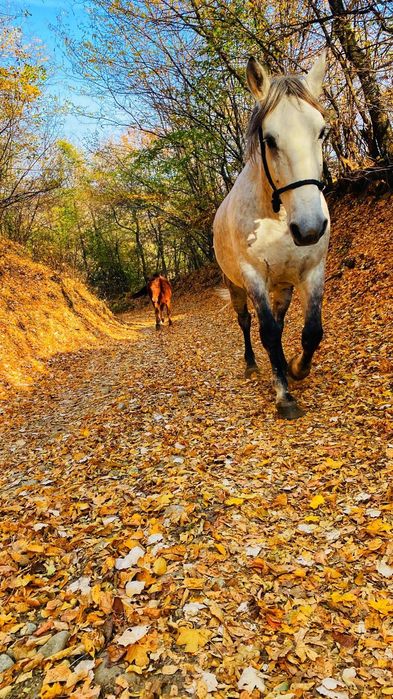 Vand cal sur, pentru calarie sau munci agricole;