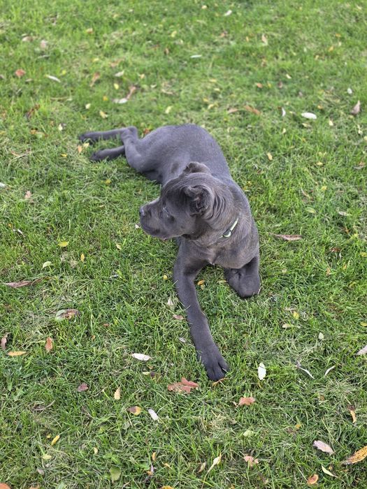 Кане корсо сиво мъжко