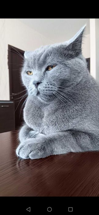 Британско коте момче и момиче