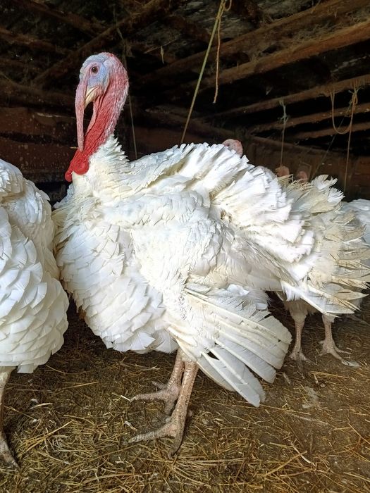 Vând curcani crescuți bio