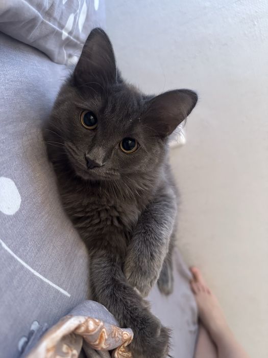 Отдам кошку в хорошие руки