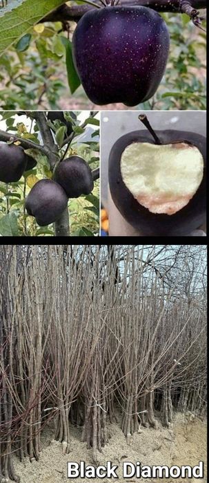 Meri-pomi fructiferi
