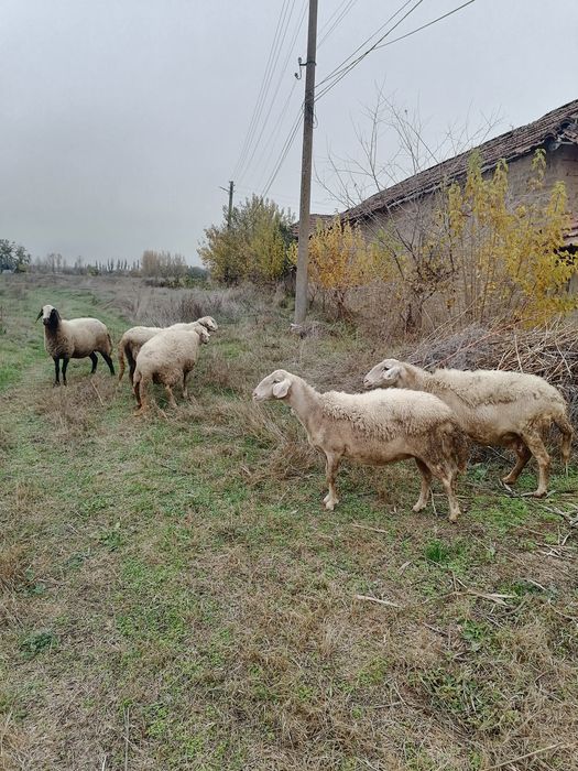 Продавам редовни овце